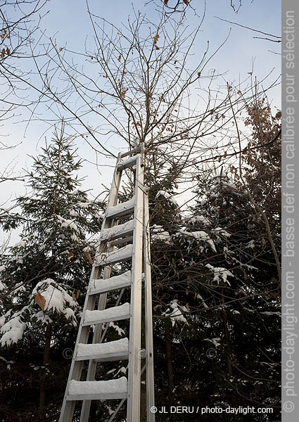 jardin en hiver